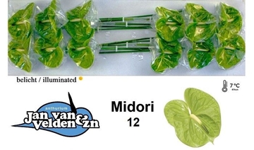 Anthurium Midori 13Ø
