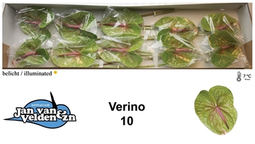 Anthurium Verino 15Ø