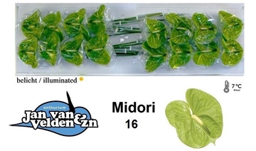 Anthurium Midori 11Ø