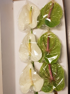 Anthurium Mixed 13Ø