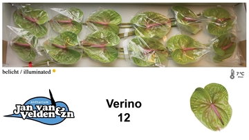 Anthurium Verino 13Ø