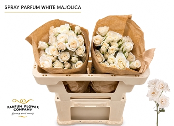 R Tr White Majolika 50cm