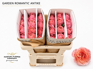 Rosa Spr Romantic Antique Freelander 50cm