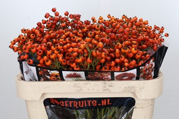 Rosa Hiphop Sunset 70cm