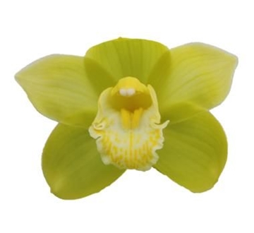 Cymbidium Mint Ice 80 Cm - 12/15bl