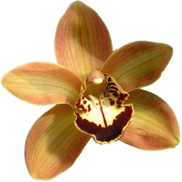 Cymbidium Charly Brown 60 Cm - 8/11bl