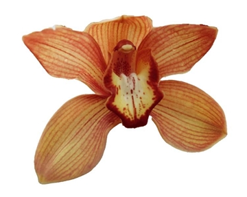 Cymbidium Orange Holland 60 Cm - 8/11bl