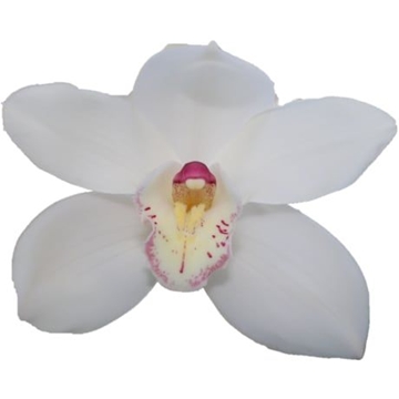 Cymbidium Antonella 60 Cm - 8/11bl