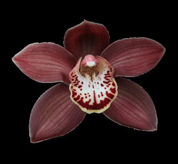 Cymb T Ebony 60 Cm - 8/11bl