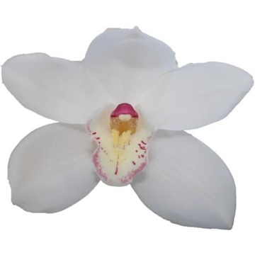 Cymbidium Antonella 50 Cm - 5/8bl