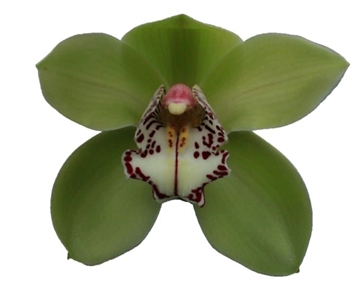 Cymbidium Robin Hood 80 Cm - 12/15bl