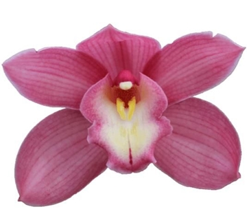 Cymbidium Gerry 60 Cm - 8/11bl
