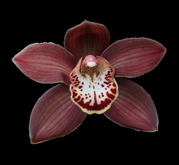 Cymb T Ebony 50 Cm - 5/8bl