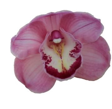 Cymbidium Magical Kiwi Sue 50 Cm - 5/8bl