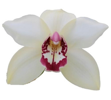 Cymbidium Ivory 80 Cm - 12/15bl