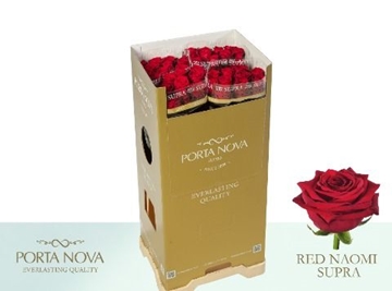 Rosa Hybrida Red Naomi 80cm