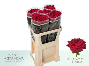 Rosa Hybrida Red Naomi 80cm