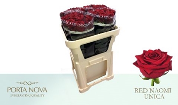 Rosa Hybrida Red Naomi 70cm