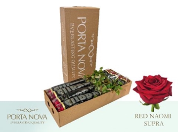 Rosa Hybrida Red Naomi 80cm