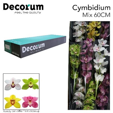 Cymbidium Asst 9bl