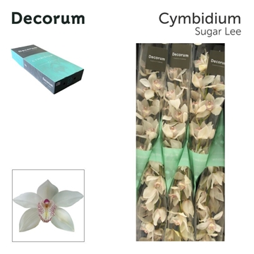 Cymbidium Mrs Sugar Lee 80 Cm - 12/15bl