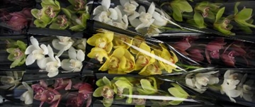 Cymbidium Asst 6bl