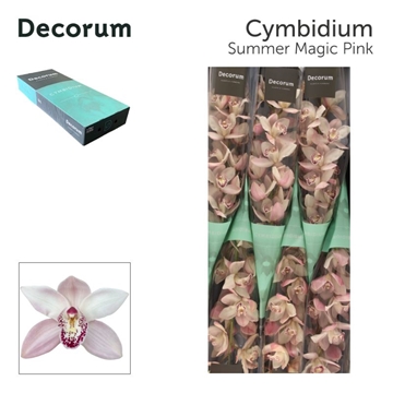 Cymbidium Summer Magic Pink 80 Cm - 12/15bl