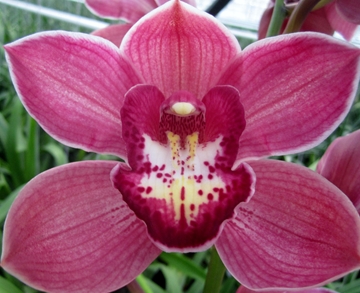 Cymbidium Red Dream 60 Cm - 8/11bl