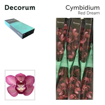 Cymbidium Red Dream 60 Cm - 8/11bl