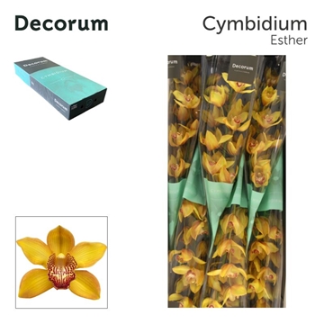 Cymbidium Esther 80 Cm - 12/15bl