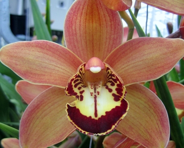 Cymbidium Charly Brown 50 Cm - 5/8bl