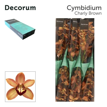 Cymbidium Charly Brown 80 Cm - 12/15bl