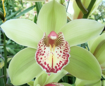 Cymbidium Hans 80 Cm - 12/15bl