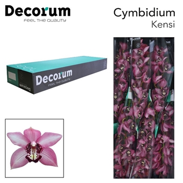 Cymb T Kensi 60 Cm - 8/11bl