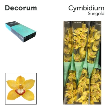 Cymbidium Sungold 80 Cm - 12/15bl