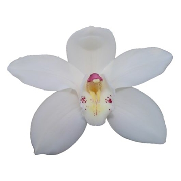 Cymbidium Winterbird Early 80 Cm - 12/15bl