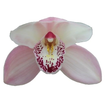Cymbidium Summer Magic Pink 80 Cm - 12/15bl