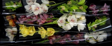 Cymbidium Asst 5bl