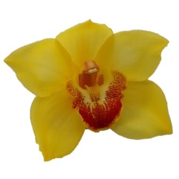 Cymbidium Gold Fleece 80 Cm - 12/15bl