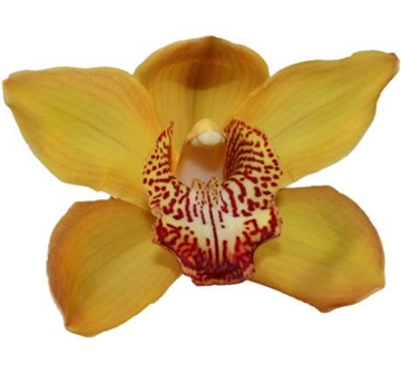 Cymbidium Esther 60 Cm - 8/11bl
