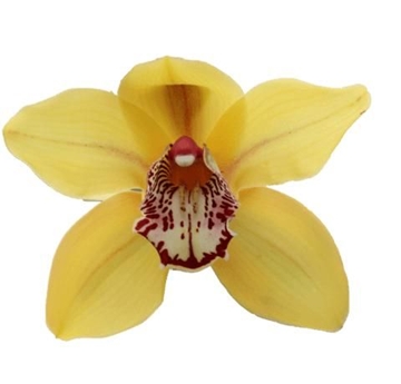 Cymbidium La Vie Stella 60 Cm - 8/11bl