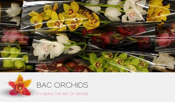 Cymbidium Asst 5bl