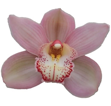 Cymbidium Reynella 60 Cm - 8/11bl