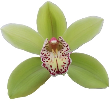 Cymbidium Hans 80 Cm - 12/15bl