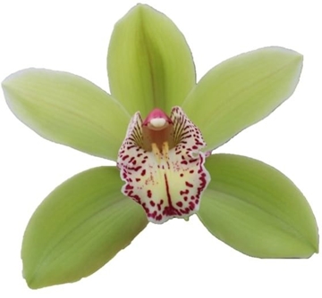 Cymbidium Hans 50 Cm - 5/8bl