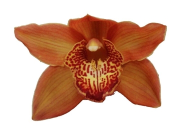 Cymbidium Cognac 50 Cm - 5/8bl