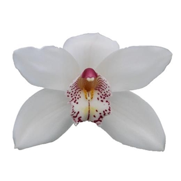 Cymbidium Mrs White Crystal 60 Cm - 8/11bl