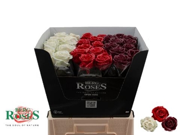 Rosa Waxed 60cm