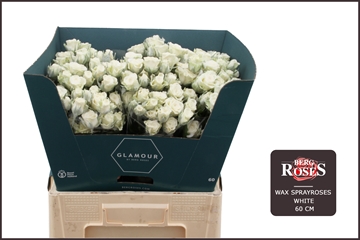 Rosa Waxed 60cm