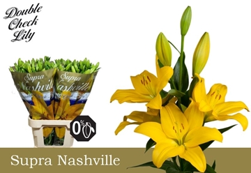 Lilium La Nashville 90cm 5/7bl